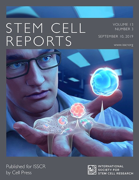 Stem Cell Reports cover, September 10, 2019. A scientist holds emerging embryo-like structures in his palm. Image courtesy of Mike Kime.