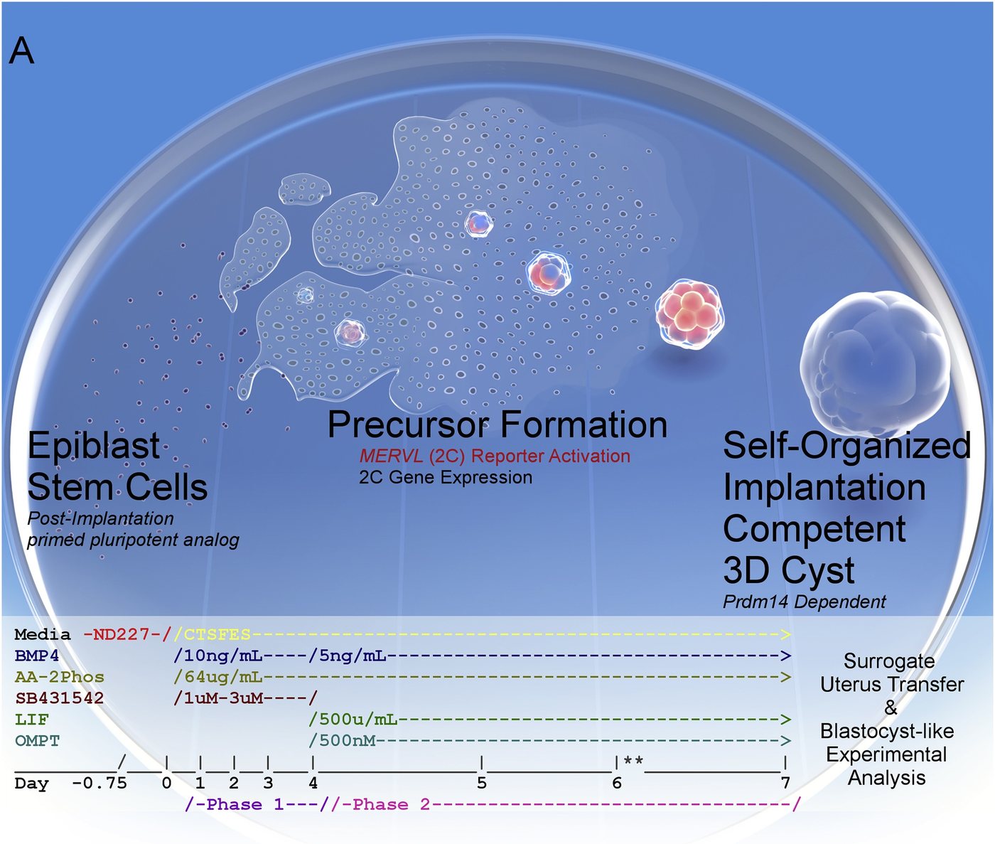 Diagram of iBLC induction: primed epiblast stem cells forming a self-organized implantation-competent 3D cyst over seven days.