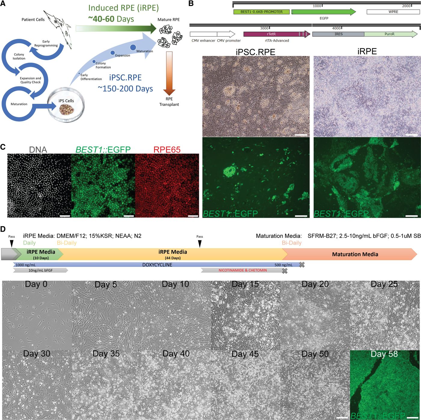 Figure showing direct induction of human RPE-like cells from somatic tissue, compared with a longer iPSC route.