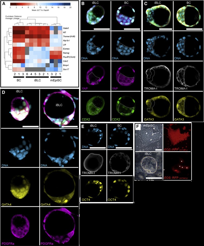 iBLC induction from primed EpiSCs – Cody Kime 2019 Stem Cell Reports